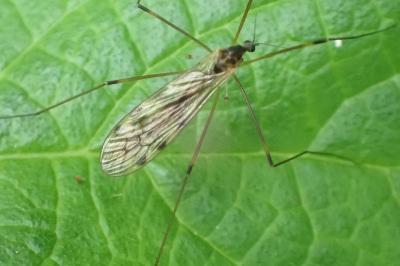 <i>Limonia hercegovinae</i>