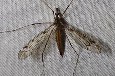<i>Tipula scripta</i>