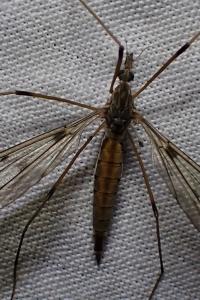 <i>Tipula scripta</i>