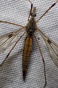 <i>Tipula scripta</i>