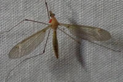 <i>Tipula helvola</i>