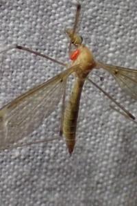 <i>Tipula helvola</i>