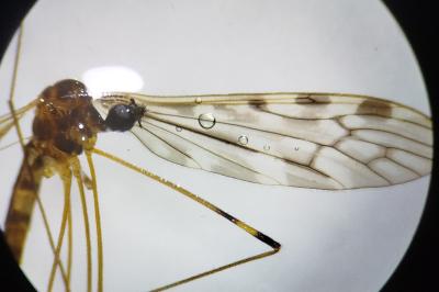 <i>Limonia hercegovinae</i>