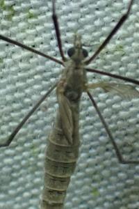 <i>Tipula pagana</i>