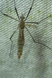 <i>Tipula pagana</i>