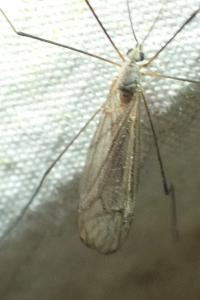 <i>Tipula pagana</i>