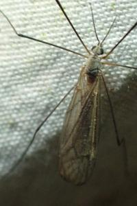 <i>Tipula pagana</i>