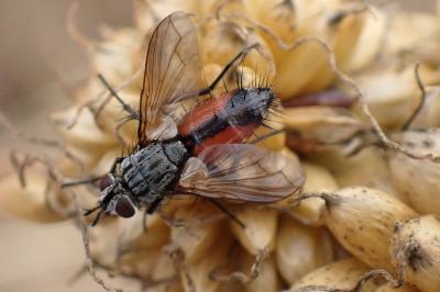 <i>Eriothrix rufomaculata</i>