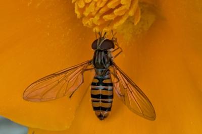 <i>Episyrphus balteatus</i>