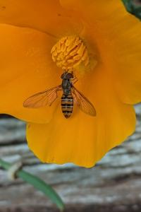 <i>Episyrphus balteatus</i>