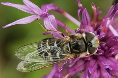 <i>Scaeva pyrastri</i>