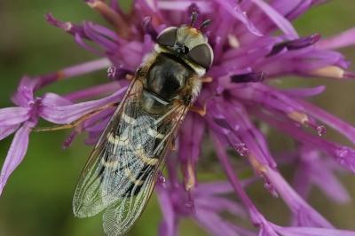 <i>Scaeva pyrastri</i>