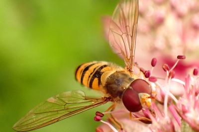 Episyrphus balteatus