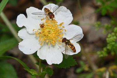 Episyrphus balteatus