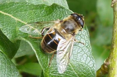 Eristalis tenax