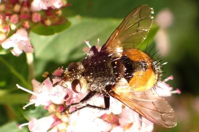 Phryxe magnicornis