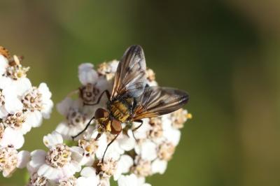 Ectophasia crassipennis