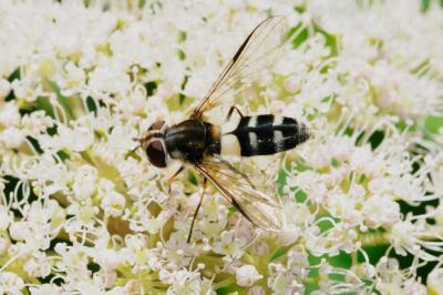Leucozona laternaria