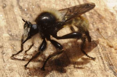 Laphria flava