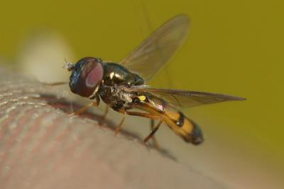 Melanostoma mellinum
