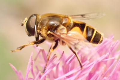Eristalis horticola