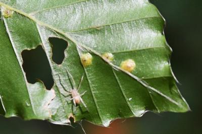 Hartigiola annulipes