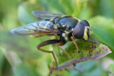 Sericomyia silentis