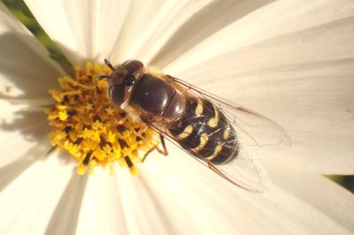 Eupeodes corollae