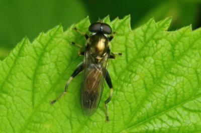 Xylota sylvarum