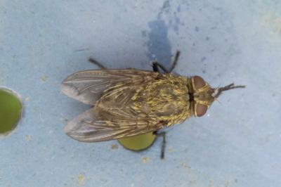 Pollenia rudis