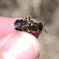 <i>Stratiomys longicornis</i>