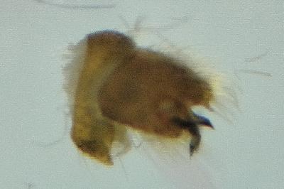 <i>Molophilus bifidus</i>
