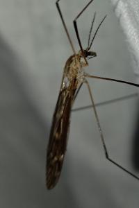 <i>Tipula</i>
