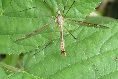 <i>Tipula unca</i>