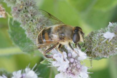 <i>Eristalis tenax</i>