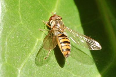 <i>Episyrphus balteatus</i>