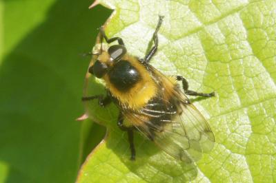 <i>Volucella bombylans</i>