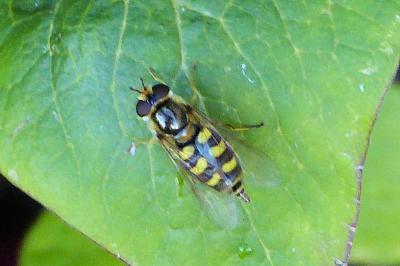 <i>Eupeodes</i>