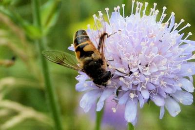 <i>Eristalis tenax</i>