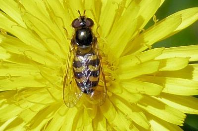 <i>Eupeodes</i>