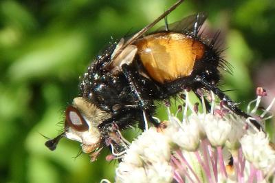 <i>Phryxe magnicornis</i>