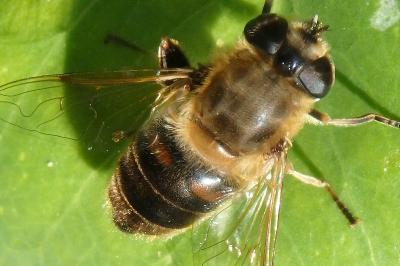 <i>Eristalis tenax</i>