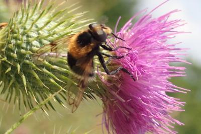 <i>Volucella bombylans</i>