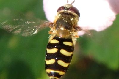 <i>Eupeodes corollae</i>