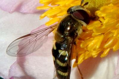 <i>Eupeodes corollae</i>