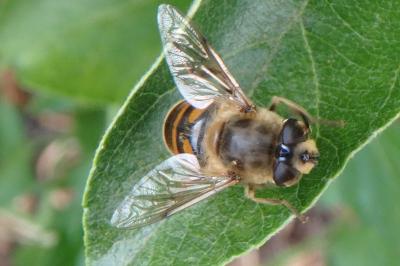 <i>Eristalis tenax</i>