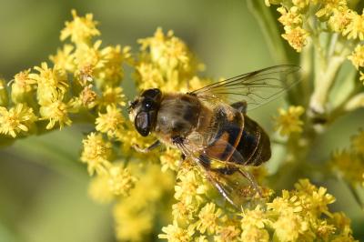 <i>Eristalis tenax</i>