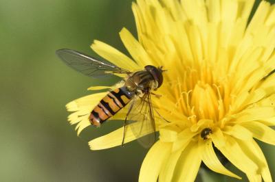 <i>Episyrphus balteatus</i>