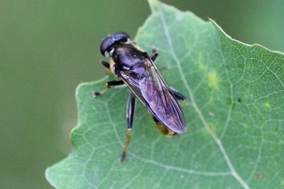 <i>Xylota sylvarum</i>