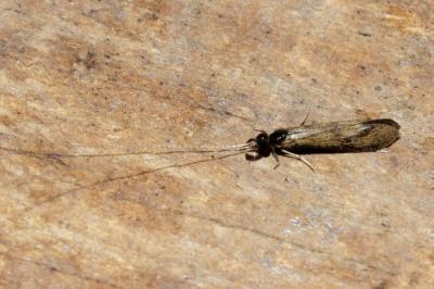 Mystacides longicornis